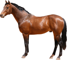 cavalo.png