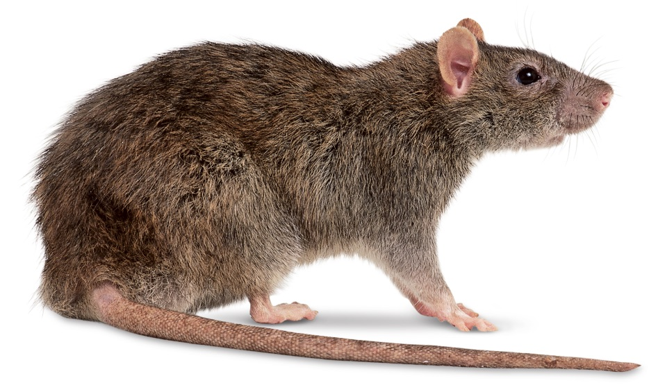 rato.png