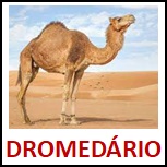 DROMEDARIO.jpg