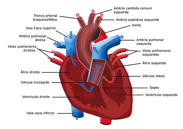 Sistema Cardiovascular