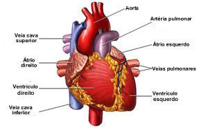 Sistema Cardiovascular