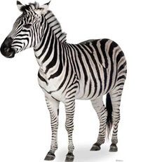 zebra.png