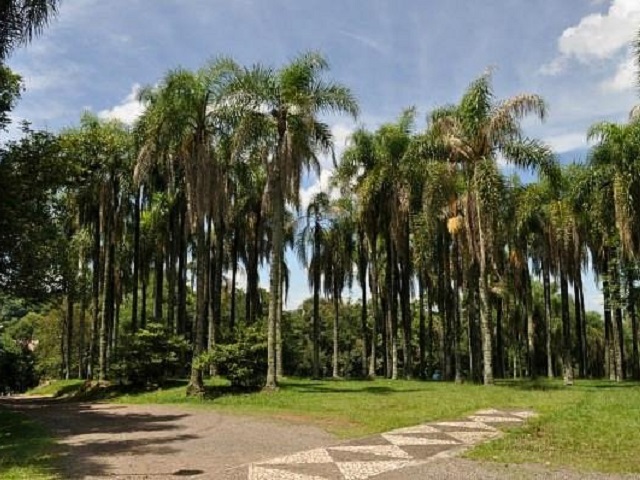 Parque das palmeiras