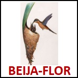 BEIJA-FLOR.jpg