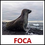 FOCA.jpg