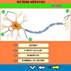 Sistema Nervoso  atividades e jogos educativos